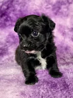 Aladdin AKC , a male Chihuahua for sale in West New York, NJ – 3 of 10
