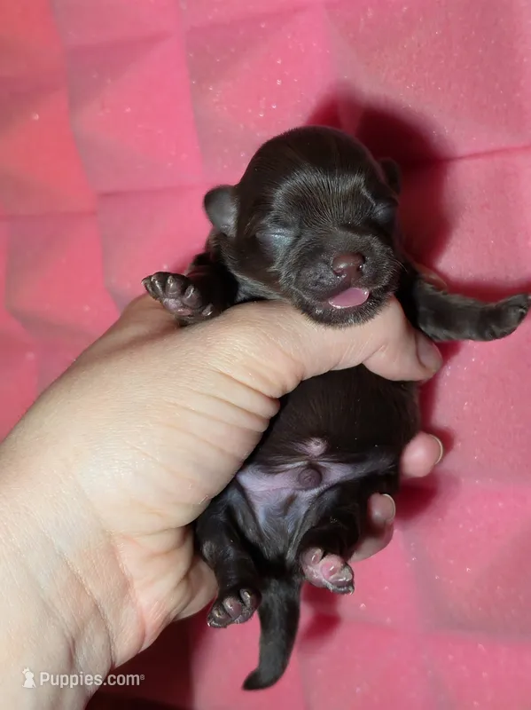 Christopher Robin AKC – Chihuahua puppy for sale in West New York, NJ
