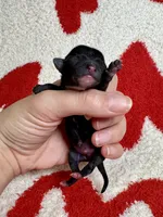 Flounder Tiny AKC pet home , a male Chihuahua for sale in West New York, NJ – 8 of 10
