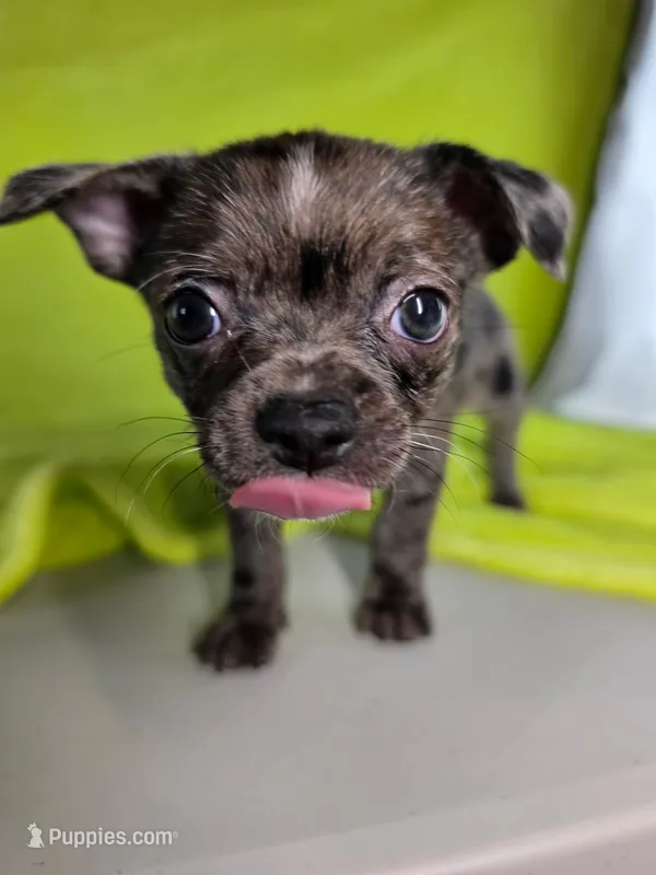 Kristoff AKC (pet price)  – Chihuahua puppy for sale in West New York, NJ