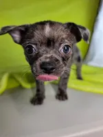 Kristoff AKC (pet price) , a male Chihuahua for sale in West New York, NJ – 2 of 9