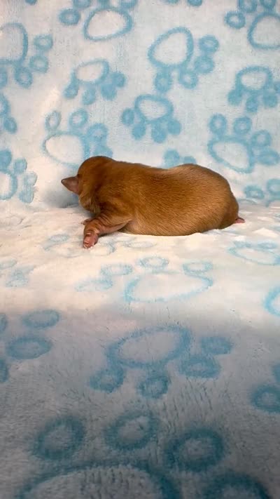 Pascal, a male Chihuahua for sale in West New York, NJ – 5 of 6