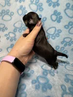 Prince Charming AKC, a male Chihuahua for sale in West New York, NJ – 3 of 6