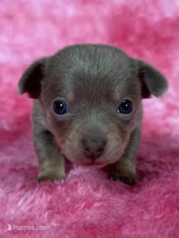 Olaf AKC (pet price)  – Chihuahua puppy for sale in West New York, NJ