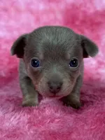 Olaf AKC (pet price) , a male Chihuahua for sale in West New York, NJ – 8 of 9