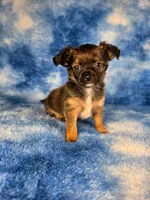 Prince Charming AKC (pet price) , a male Chihuahua for sale in West New York, NJ – 5 of 10