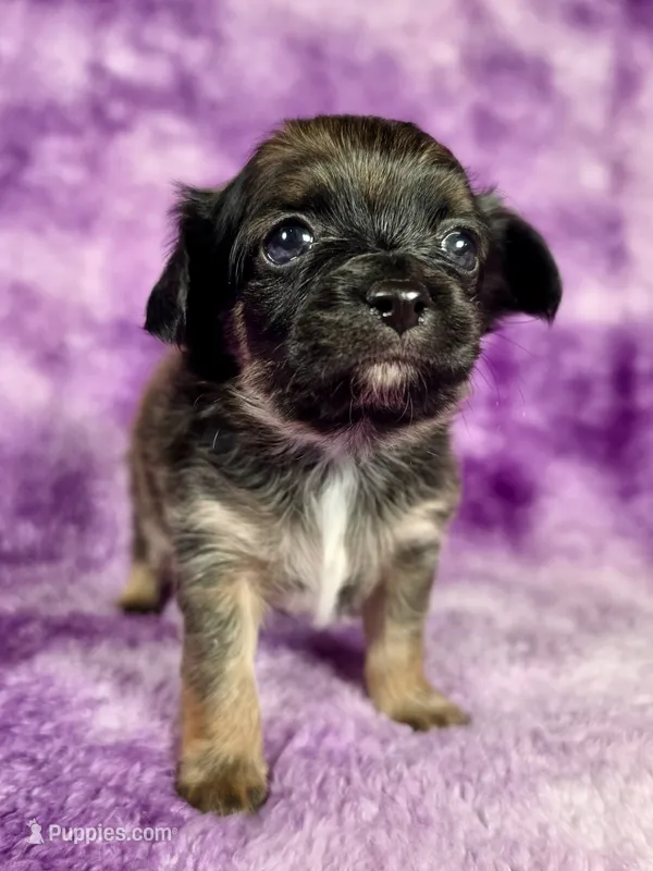 Prince Charming AKC – Chihuahua puppy for sale in West New York, NJ