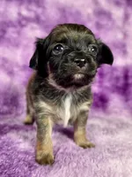 Prince Charming AKC (pet price) , a male Chihuahua for sale in West New York, NJ – 2 of 10