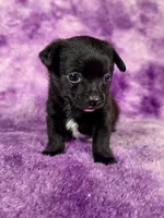 Prince Eric AKC (pet price) , a male Chihuahua for sale in West New York, NJ – 4 of 10