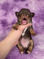 Rapunzel AKC (pet price) , a female Chihuahua for sale in West New York, NJ – 3 of 10