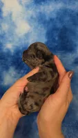 Kristoff , a male Chihuahua for sale in West New York, NJ – 2 of 9