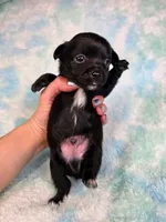 Prince Eric AKC (pet price) , a male Chihuahua for sale in West New York, NJ – 6 of 10