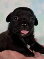 Prince Eric AKC (pet price) , a male Chihuahua for sale in West New York, NJ – 8 of 10
