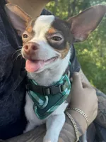Max, a male Chihuahua for sale in West New York, NJ – 5 of 10
