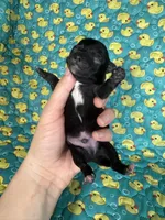 Prince Eric AKC, a male Chihuahua for sale in West New York, NJ – 6 of 6