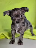 Kristoff AKC (pet price) , a male Chihuahua for sale in West New York, NJ – 3 of 9