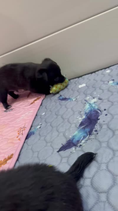 Prince Eric AKC (pet price) , a male Chihuahua for sale in West New York, NJ – 2 of 10