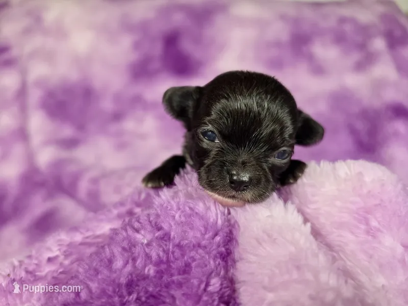 Flounder Tiny AKC pet home  – Chihuahua puppy on hold in West New York, NJ