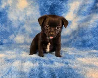 Prince Eric AKC pet price , a male Chihuahua for sale in West New York, NJ – 5 of 10