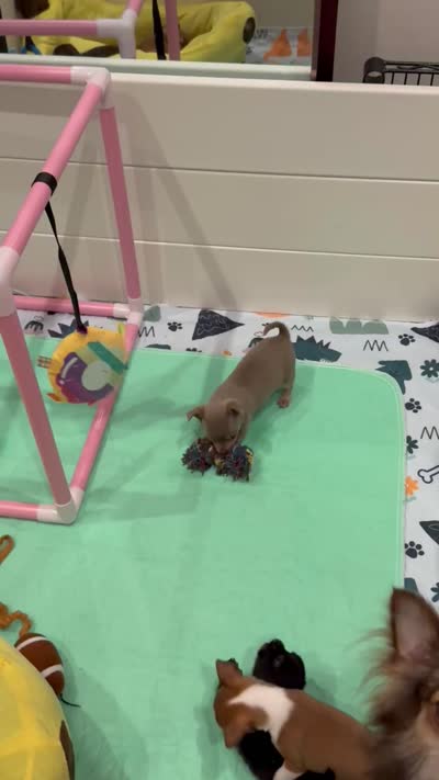 Olaf AKC (pet price) , a male Chihuahua for sale in West New York, NJ – 3 of 9