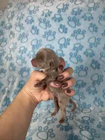 Olaf , a male Chihuahua for sale in West New York, NJ – 4 of 6