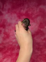 Rapunzel, a female Chihuahua for sale in West New York, NJ – 2 of 9
