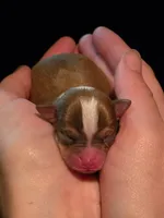 Ariel , a female Chihuahua for sale in West New York, NJ – 2 of 2