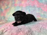 Prince Ali AKC , a male Chihuahua for sale in West New York, NJ – 10 of 10