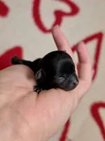 Flounder Tiny AKC pet home , a male Chihuahua for sale in West New York, NJ – 4 of 10