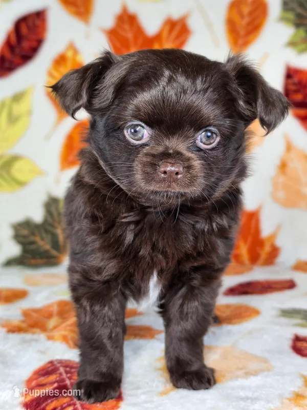 Winnie AKC – Chihuahua puppy for sale in West New York, NJ