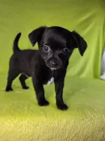 Prince Eric AKC pet price , a male Chihuahua for sale in West New York, NJ – 3 of 10