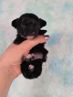 Flounder Tiny AKC pet home , a male Chihuahua for sale in West New York, NJ – 3 of 10