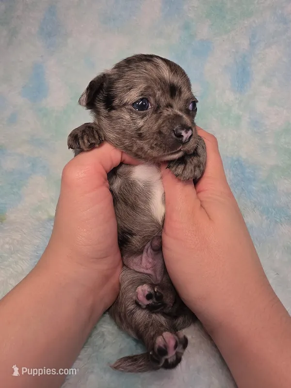 Kristoff AKC – Chihuahua puppy for sale in West New York, NJ