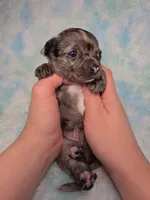 Kristoff AKC (pet price) , a male Chihuahua for sale in West New York, NJ – 6 of 10