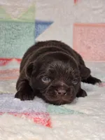 Christopher Robin AKC, a male Chihuahua for sale in West New York, NJ – 10 of 10