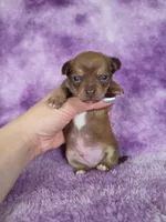 Pascal AKC (pet price) , a male Chihuahua for sale in West New York, NJ – 4 of 10