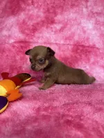 Pascal AKC (pet price) , a male Chihuahua for sale in West New York, NJ – 2 of 10