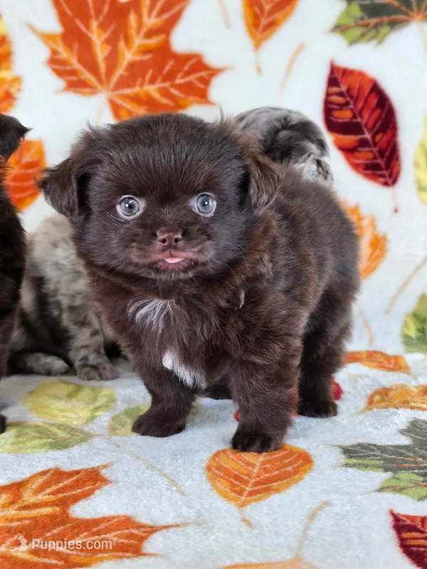 Christopher Robin AKC – Chihuahua puppy for sale in West New York, NJ