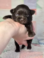 Christopher Robin AKC, a male Chihuahua for sale in West New York, NJ – 6 of 10