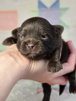 Christopher Robin AKC, a male Chihuahua for sale in West New York, NJ – 7 of 10