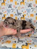 Piglet AKC, a male Chihuahua for sale in West New York, NJ – 2 of 7