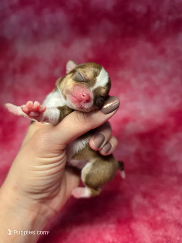 Ariel  – Chihuahua puppy for sale in West New York, NJ