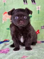 Winnie AKC, a female Chihuahua for sale in West New York, NJ – 1 of 10