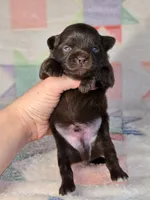 Christopher Robin AKC, a male Chihuahua for sale in West New York, NJ – 5 of 10