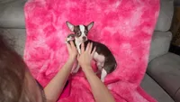 Ariel AKC, a female Chihuahua for sale in West New York, NJ – 8 of 8