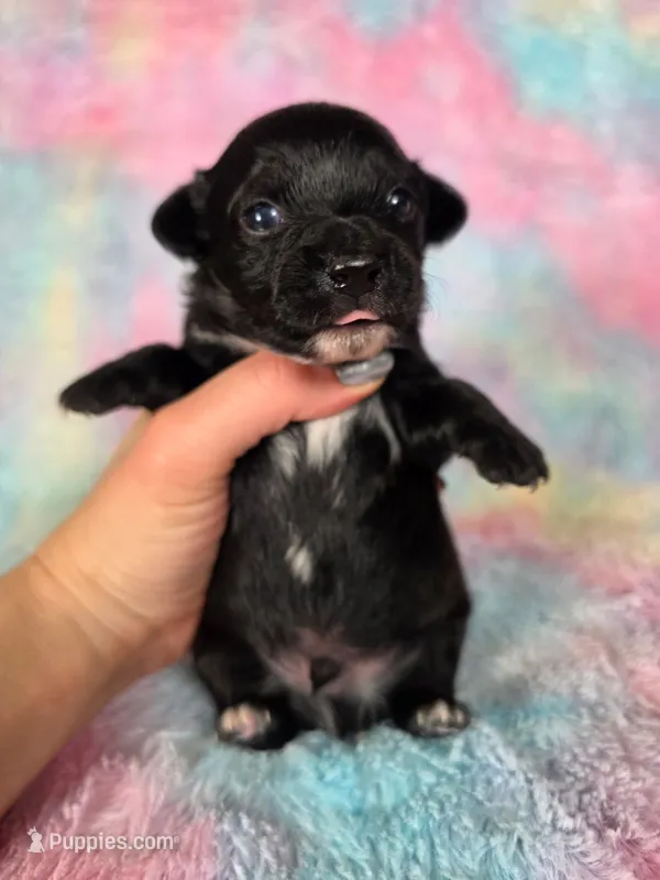 Prince Ali AKC  – Chihuahua puppy for sale in West New York, NJ