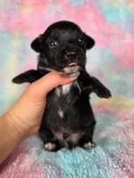 Prince Ali AKC , a male Chihuahua for sale in West New York, NJ – 1 of 10