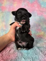 Prince Ali AKC , a male Chihuahua for sale in West New York, NJ – 9 of 10