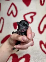 Flounder Tiny AKC pet home , a male Chihuahua for sale in West New York, NJ – 3 of 10