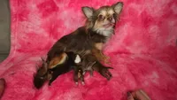 Ariel AKC, a female Chihuahua for sale in West New York, NJ – 7 of 8